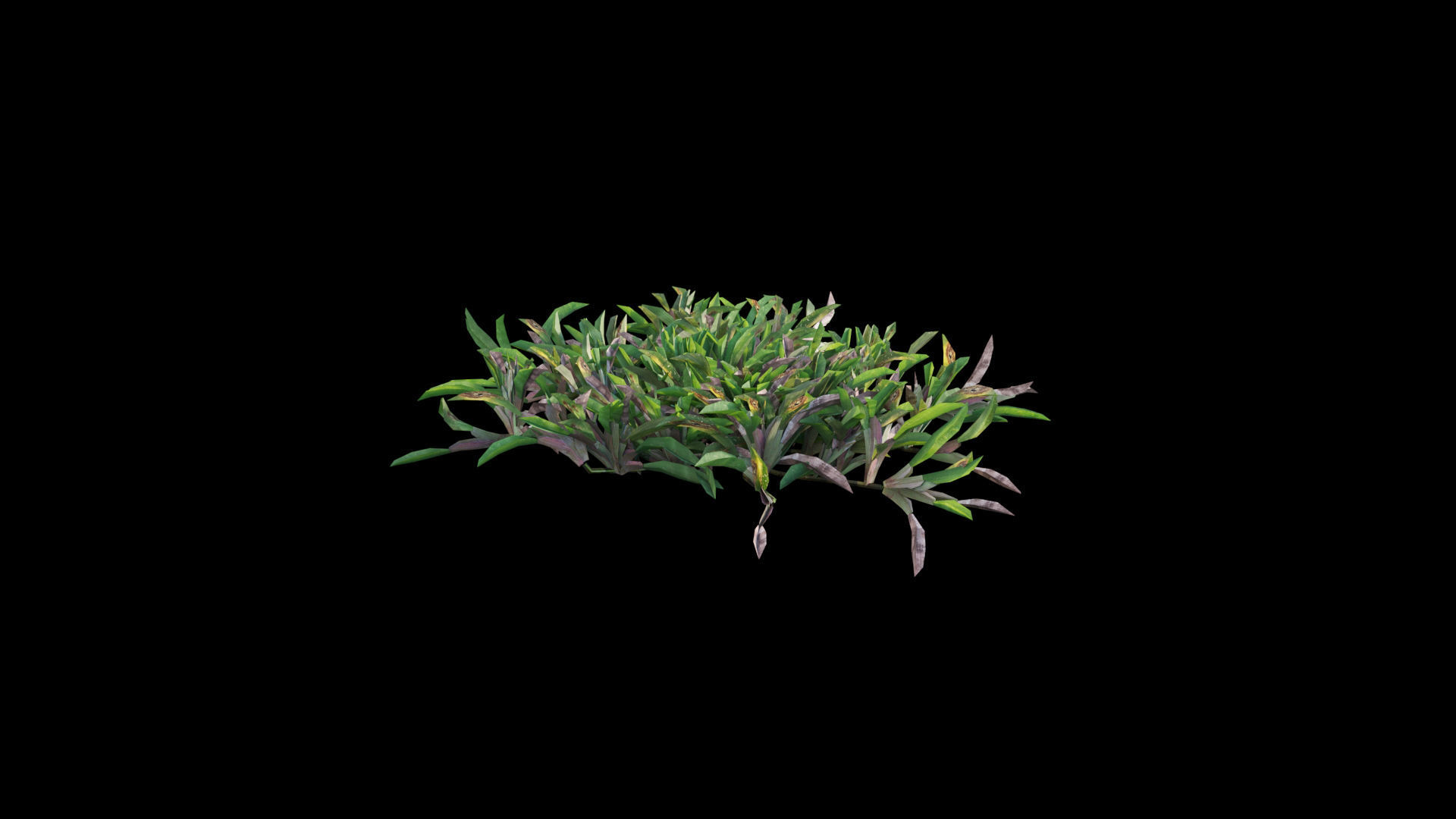 Axonopus compressus 3D model_7