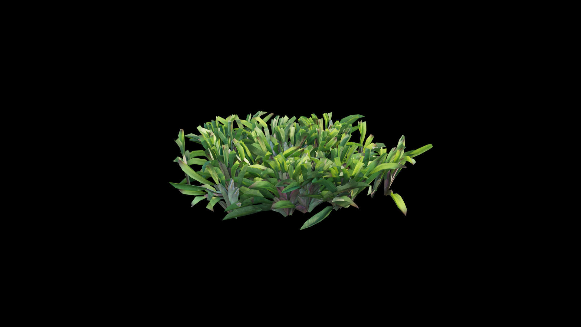 Axonopus compressus 3D model_2