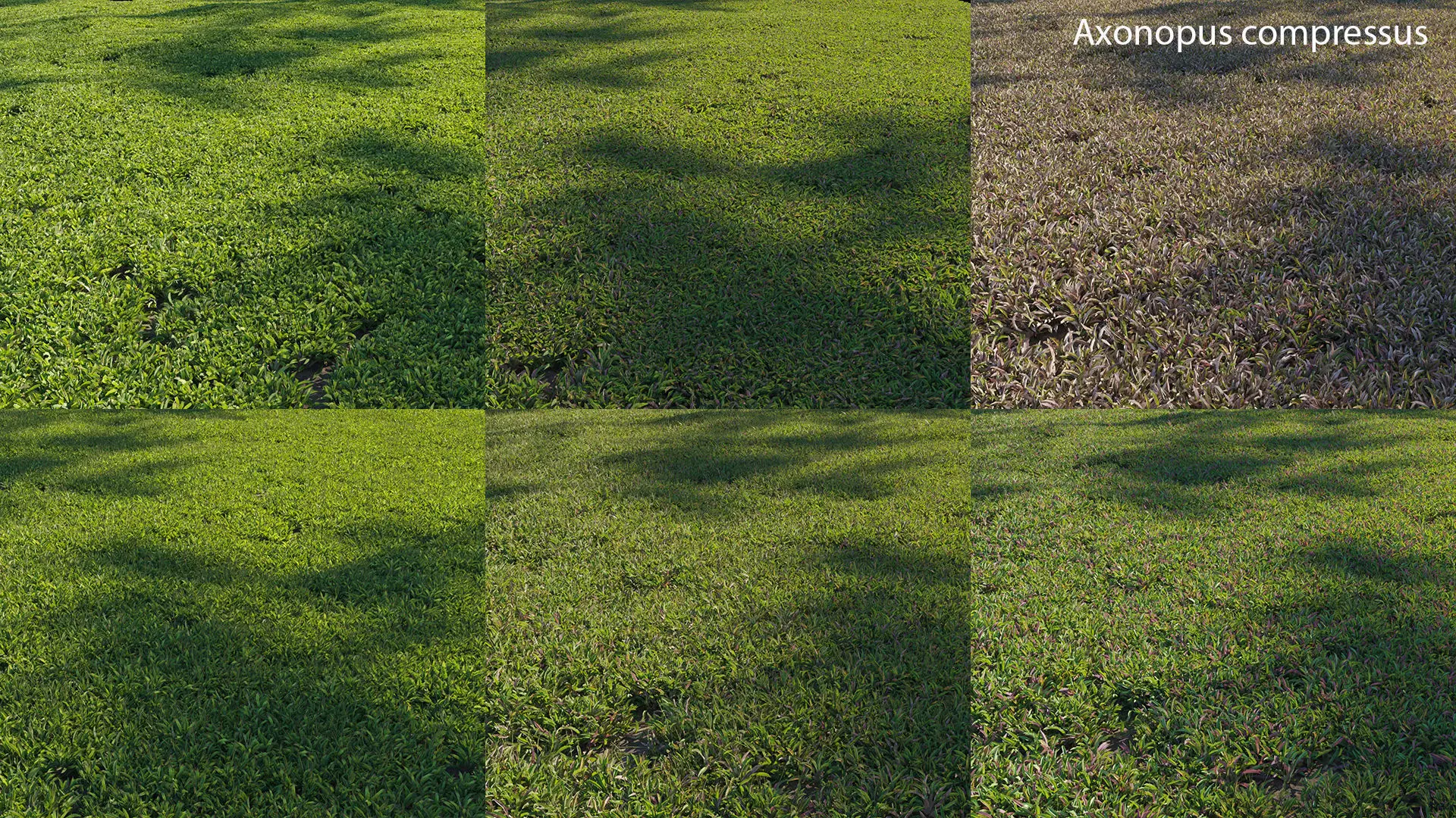 Axonopus compressus 3D model_0