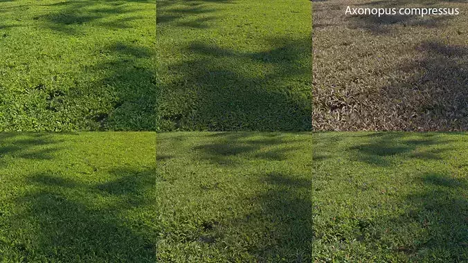 Axonopus compressus