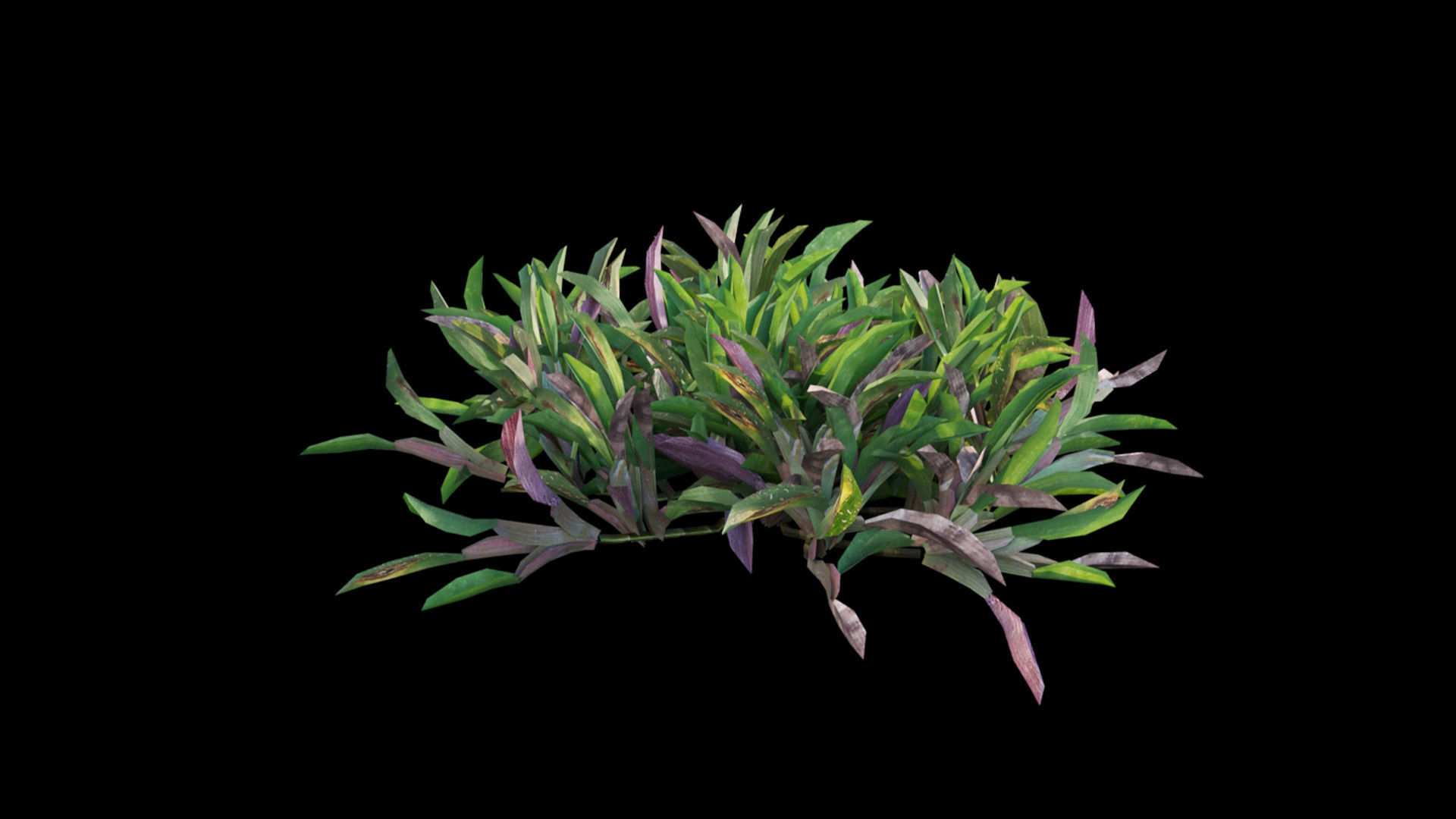 Axonopus compressus 3D model_23