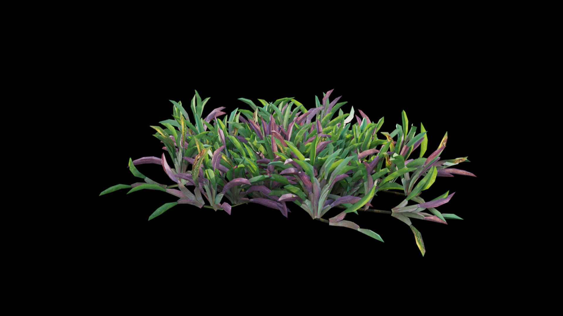 Axonopus compressus 3D model_27