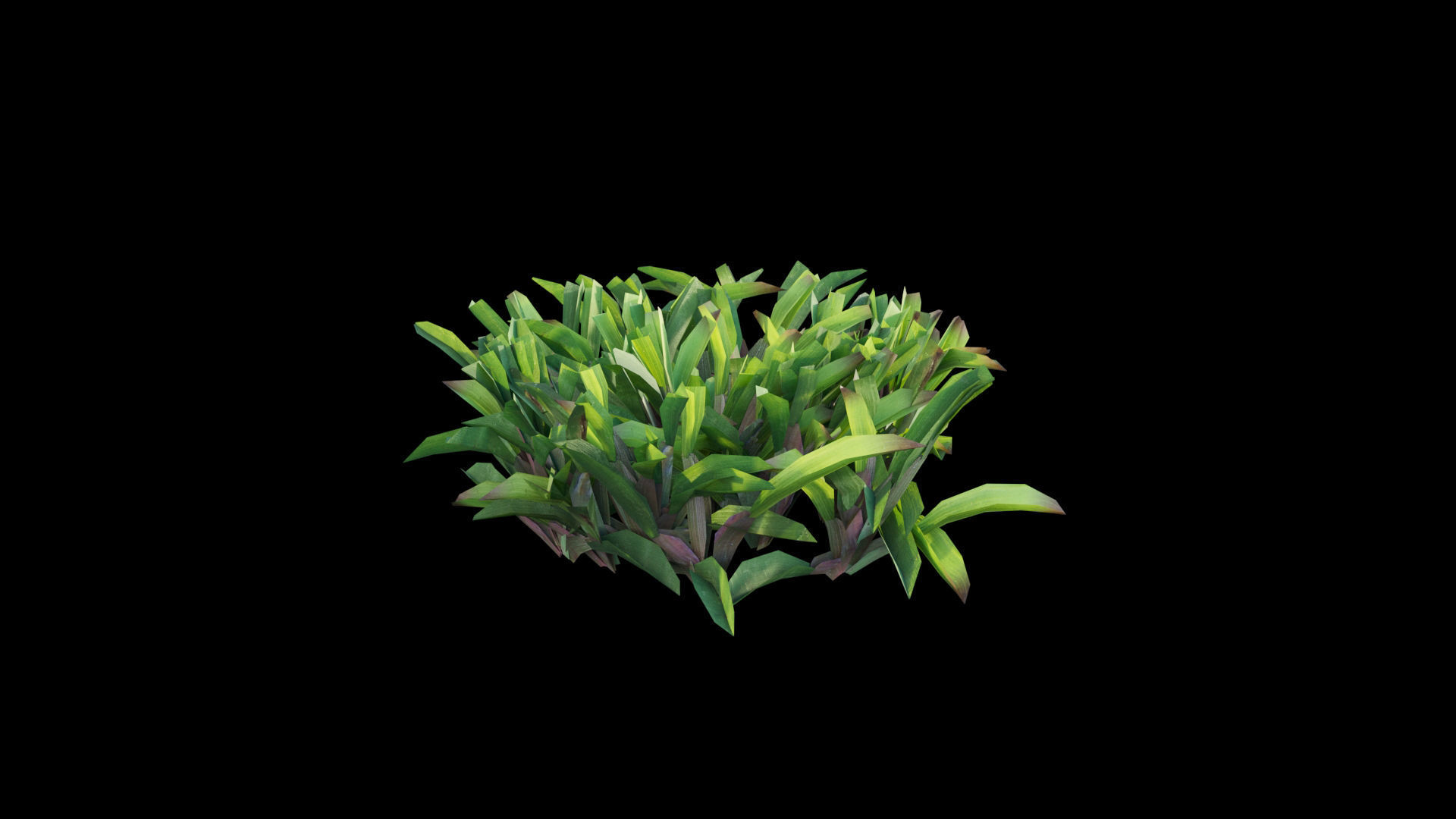 Axonopus compressus 3D model_3