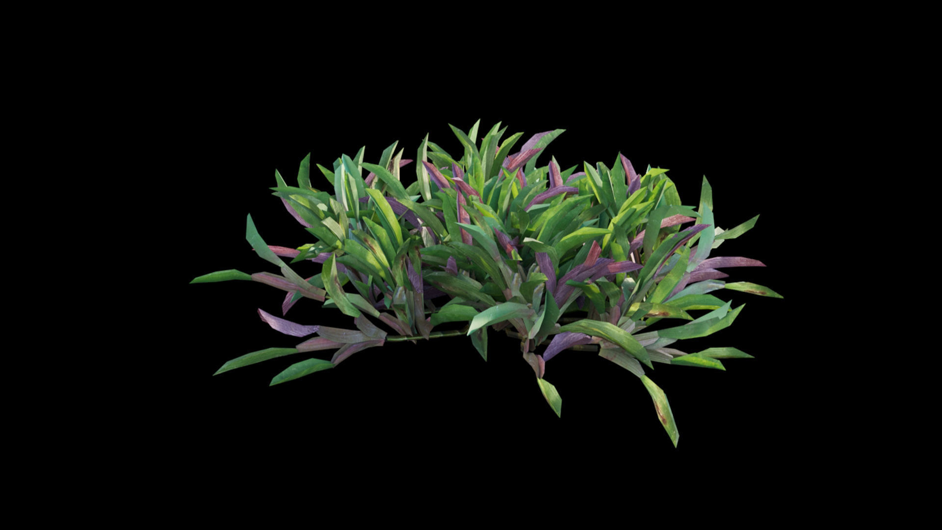 Axonopus compressus 3D model_28