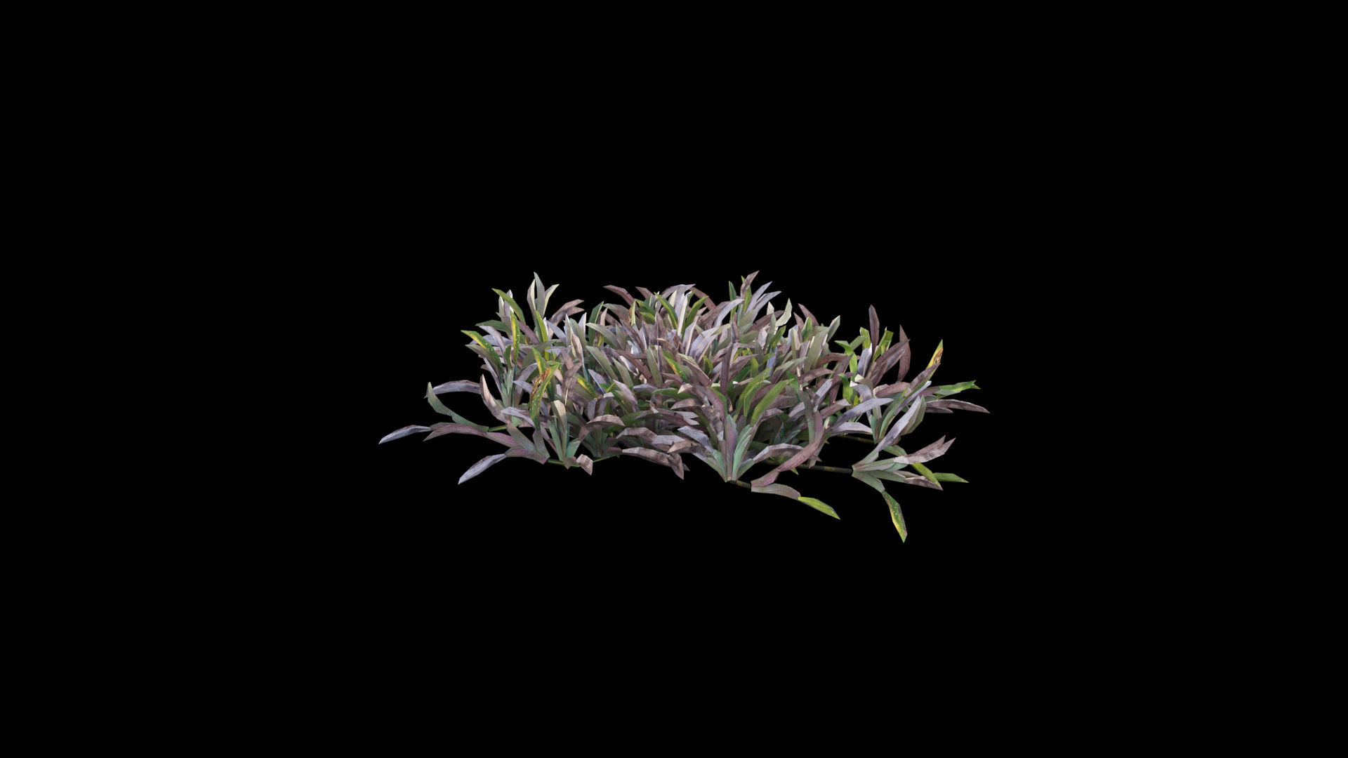 Axonopus compressus 3D model_12