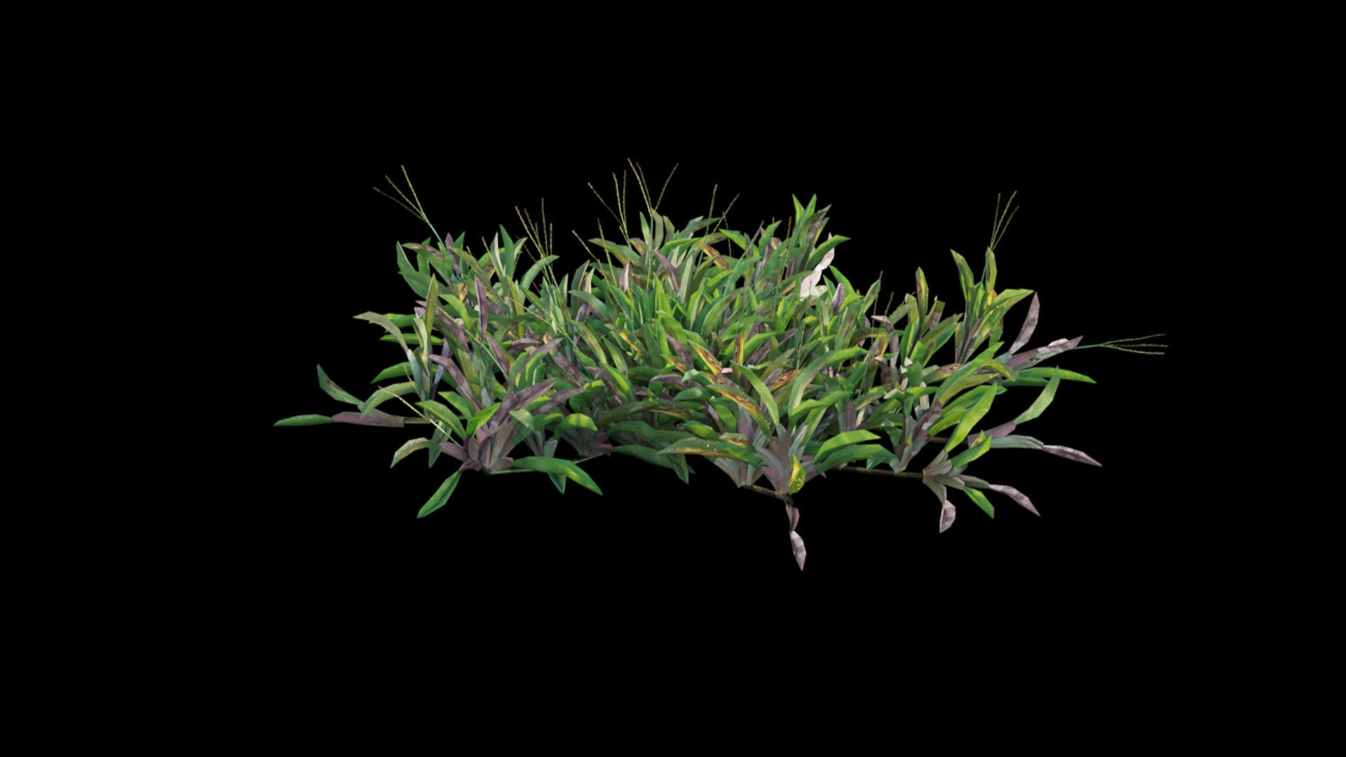 Axonopus compressus 3D model_22