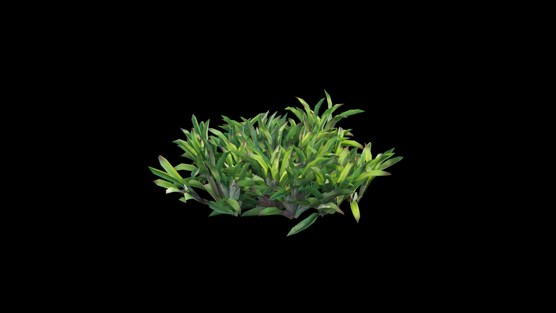 Axonopus compressus 3D model_18