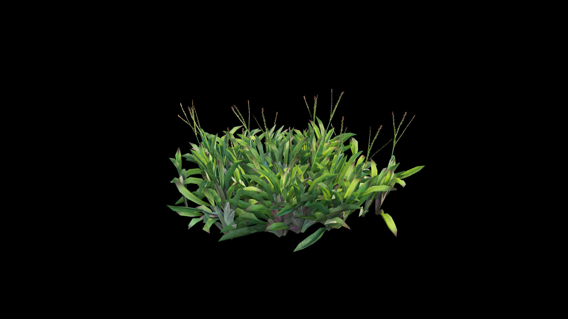 Axonopus compressus 3D model_17
