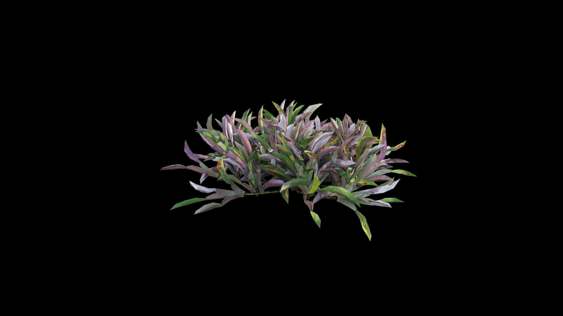 Axonopus compressus 3D model_13