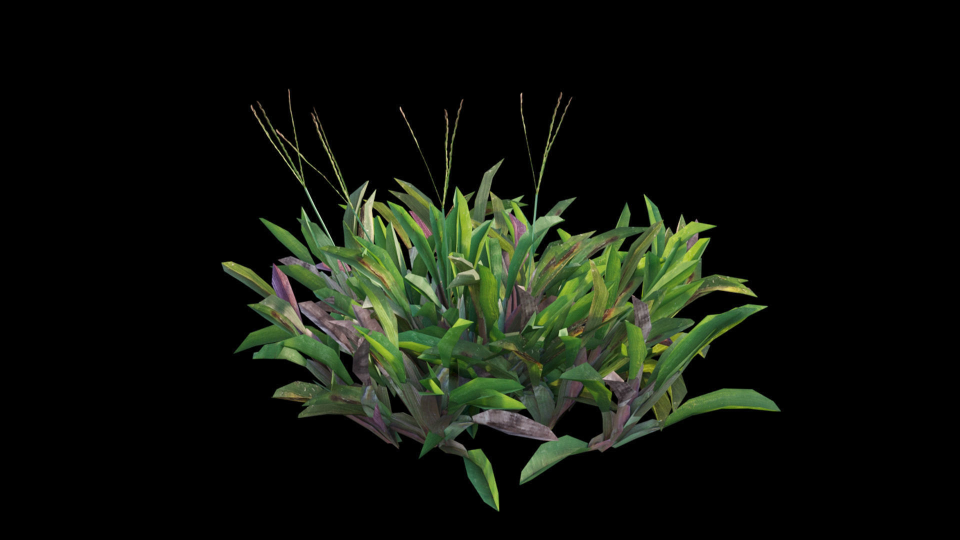 Axonopus compressus 3D model_24