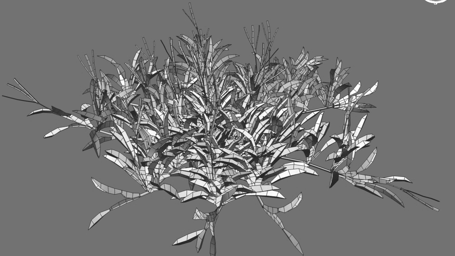 Axonopus compressus 3D model_25