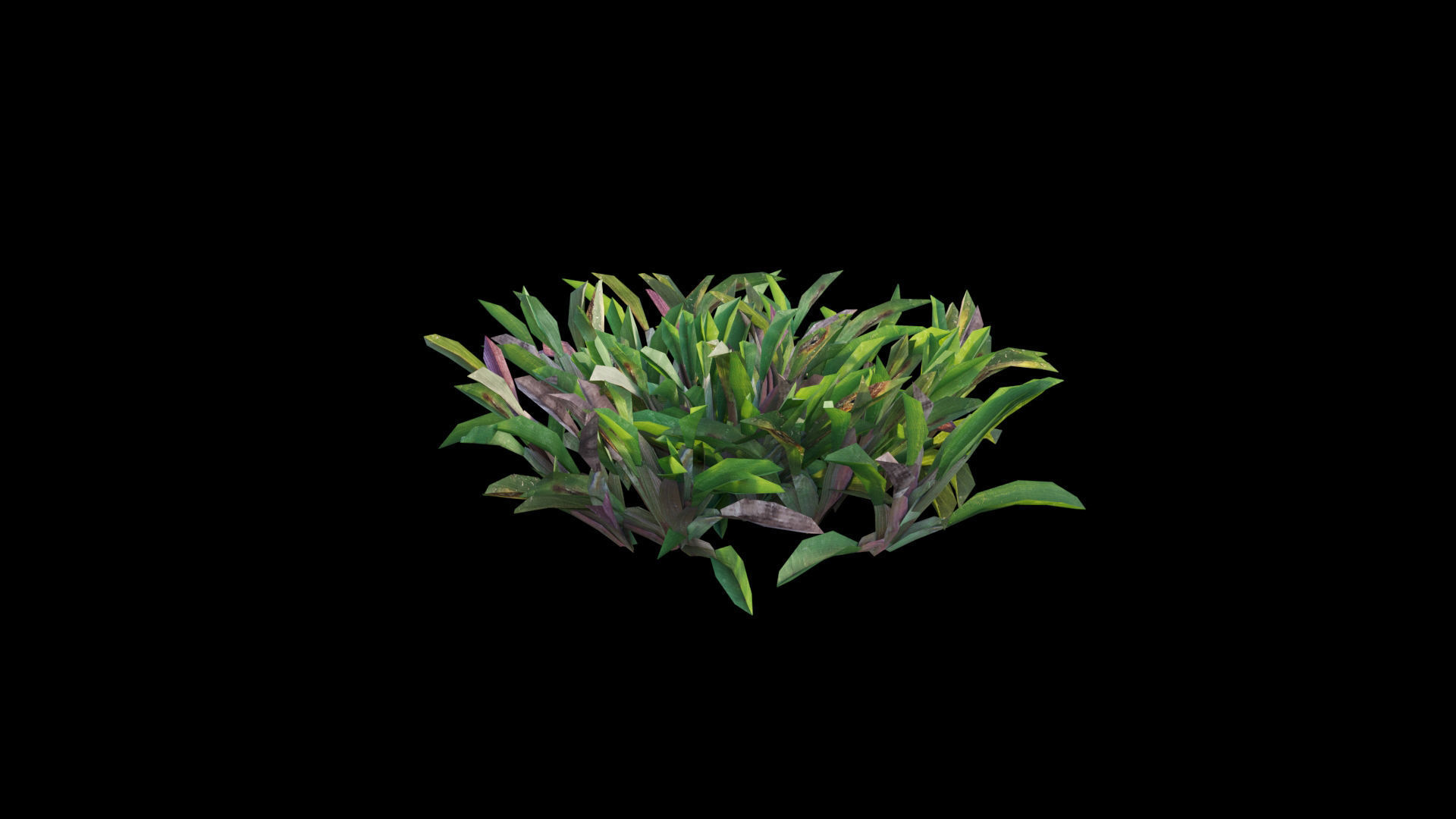 Axonopus compressus GrowFX 3D model_5