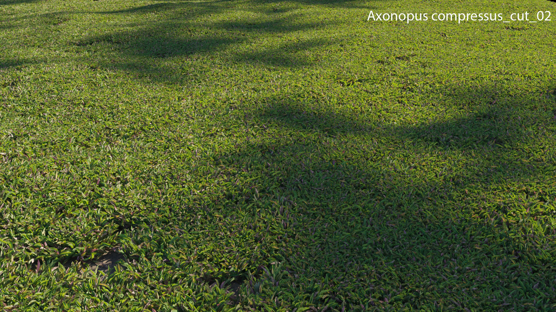 Axonopus compressus GrowFX 3D model_24