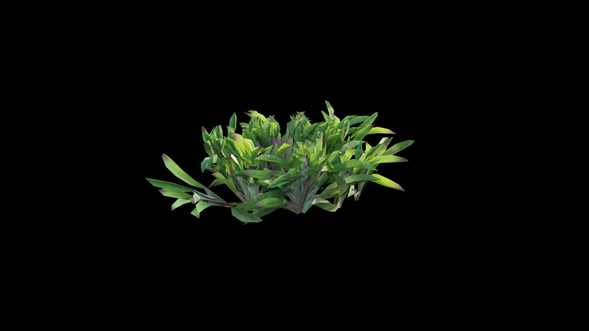 Axonopus compressus GrowFX 3D model_29