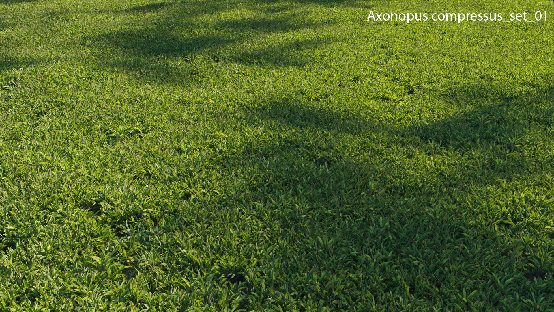 Axonopus compressus GrowFX 3D model_25