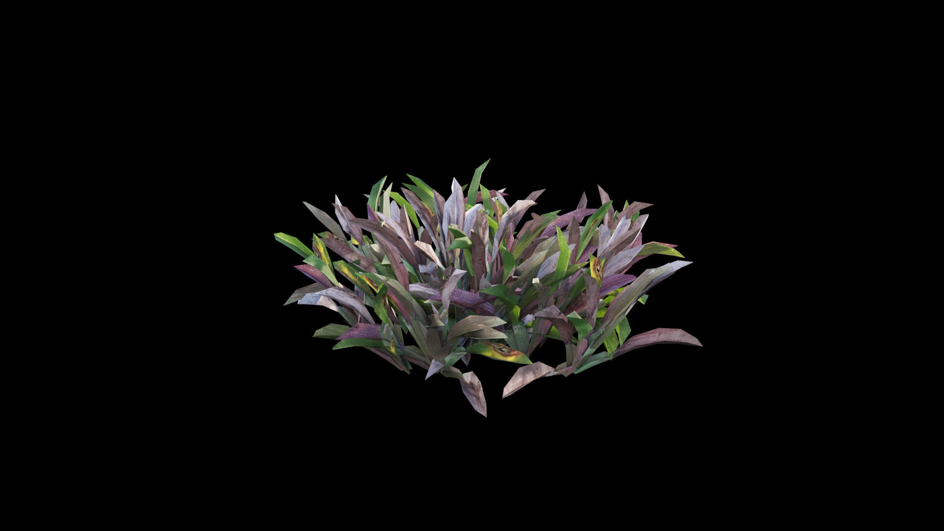 Axonopus compressus GrowFX 3D model_10