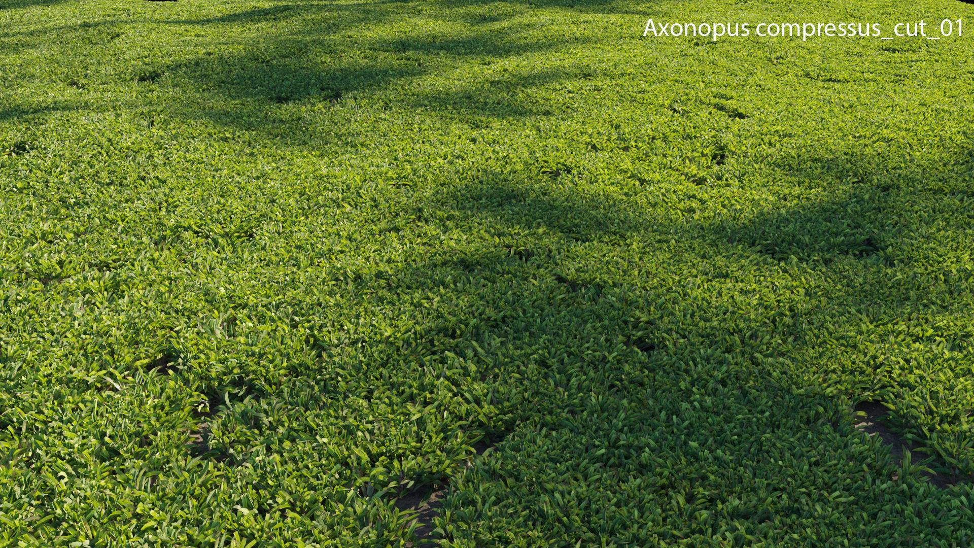 Axonopus compressus GrowFX 3D model_28