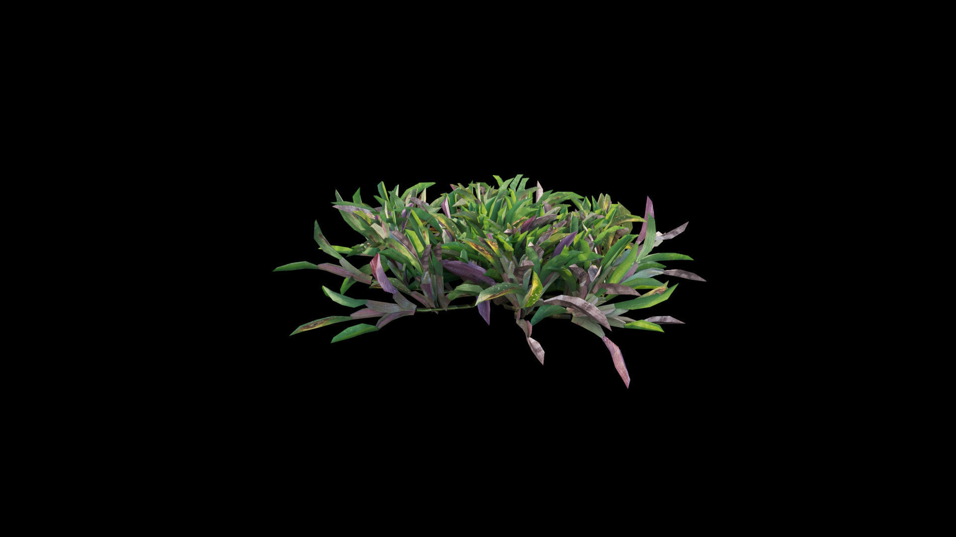 Axonopus compressus GrowFX 3D model_4