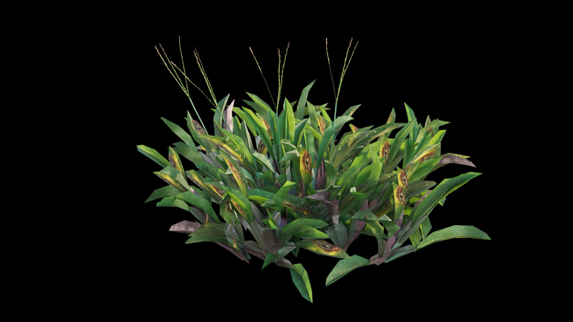 Axonopus compressus GrowFX 3D model_21