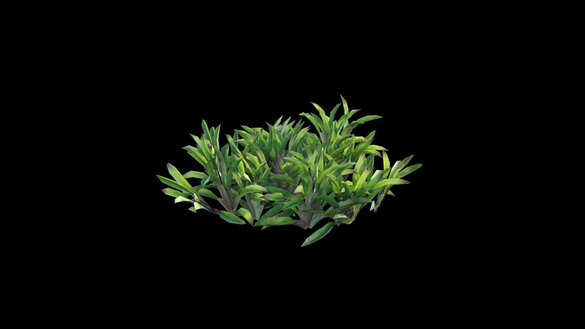 Axonopus compressus GrowFX 3D model_13