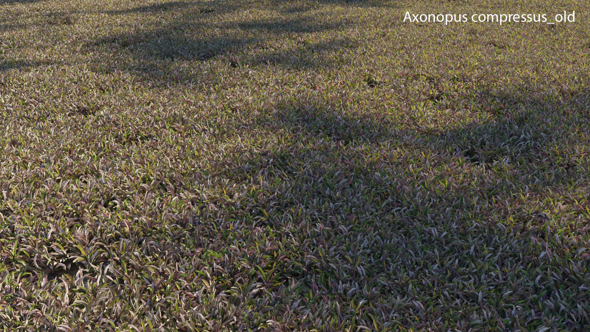 Axonopus compressus GrowFX 3D model_27