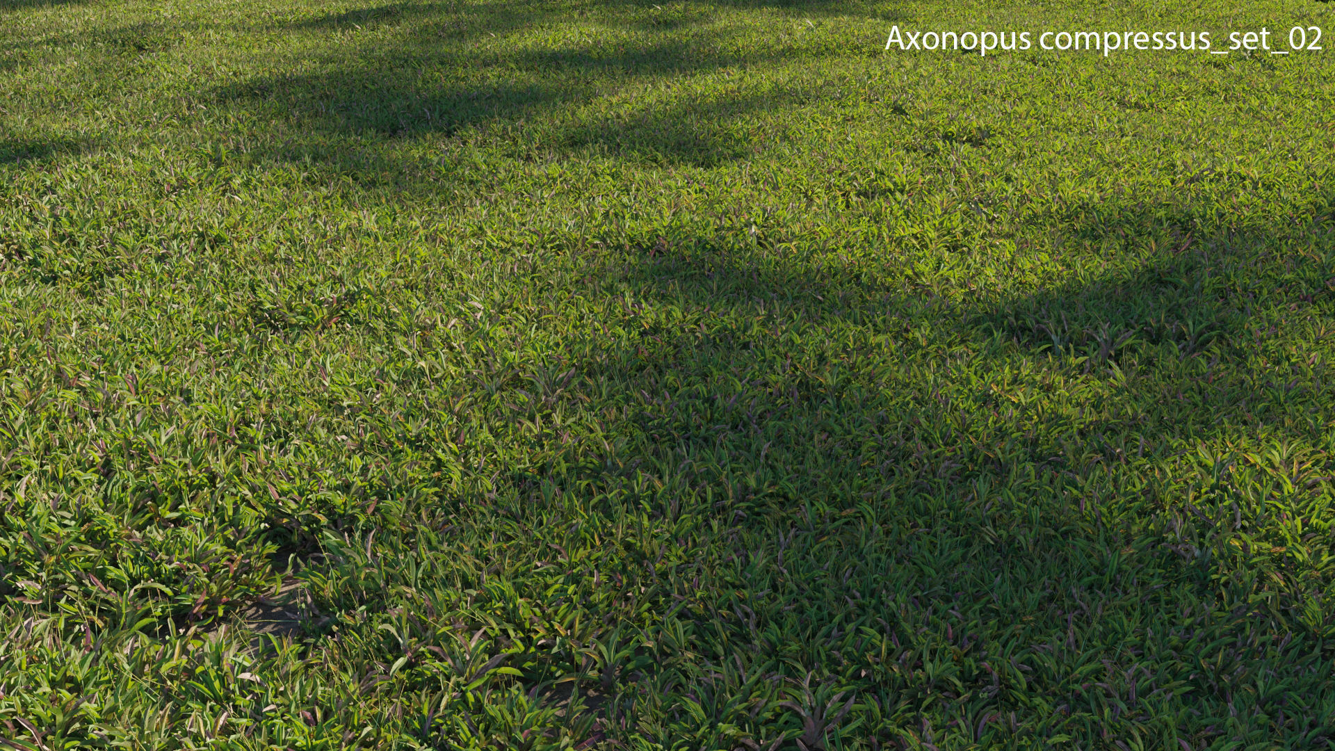 Axonopus compressus GrowFX 3D model_30