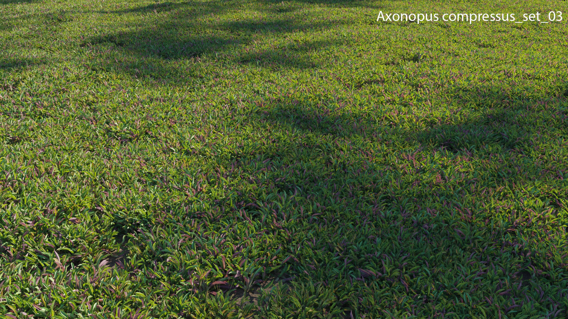 Axonopus compressus GrowFX 3D model_26