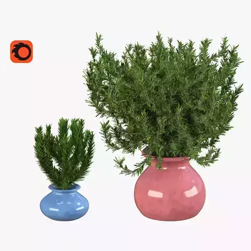 Rosemary - plant in a pot