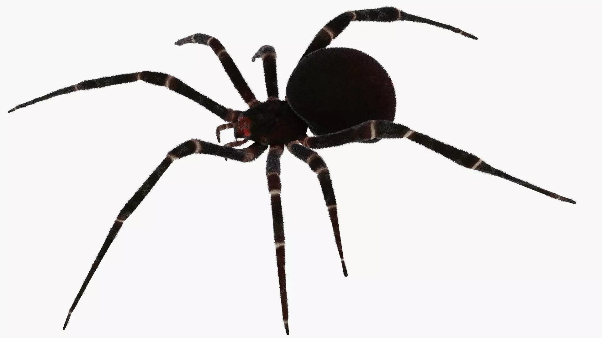 Spider - Rigged 3D model_0