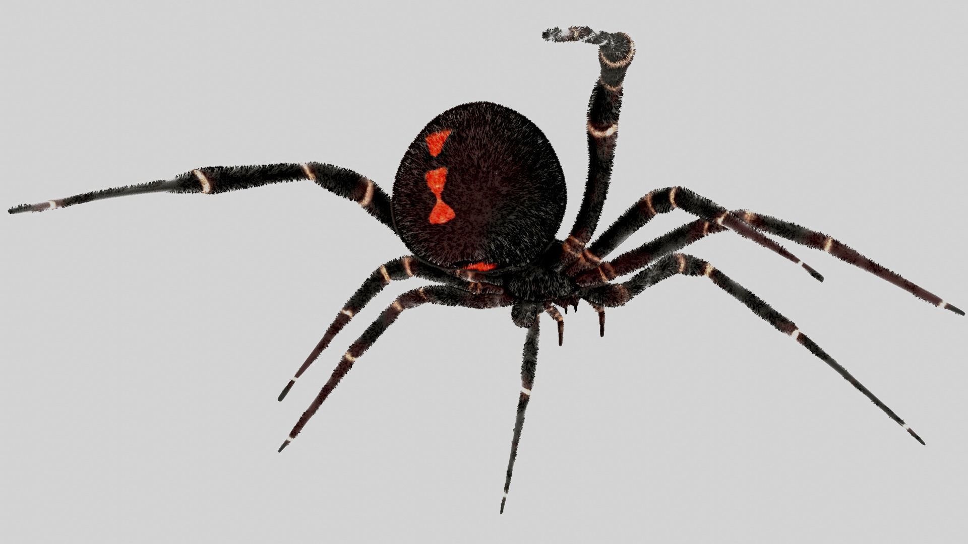 Spider - Rigged 3D model_3