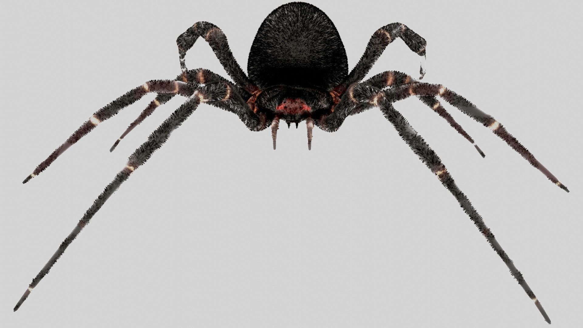 Spider - Rigged 3D model_2