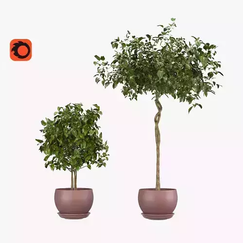 Ficus benjamina - two trees in a pot