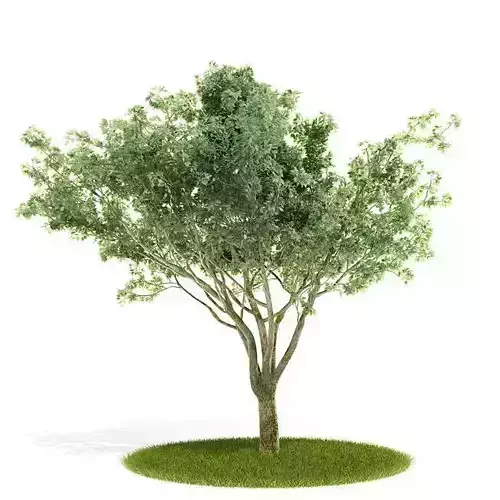 Pale Green Leaf Tree