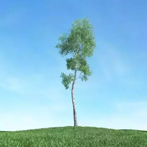 Thin Leaf Tree 3D model