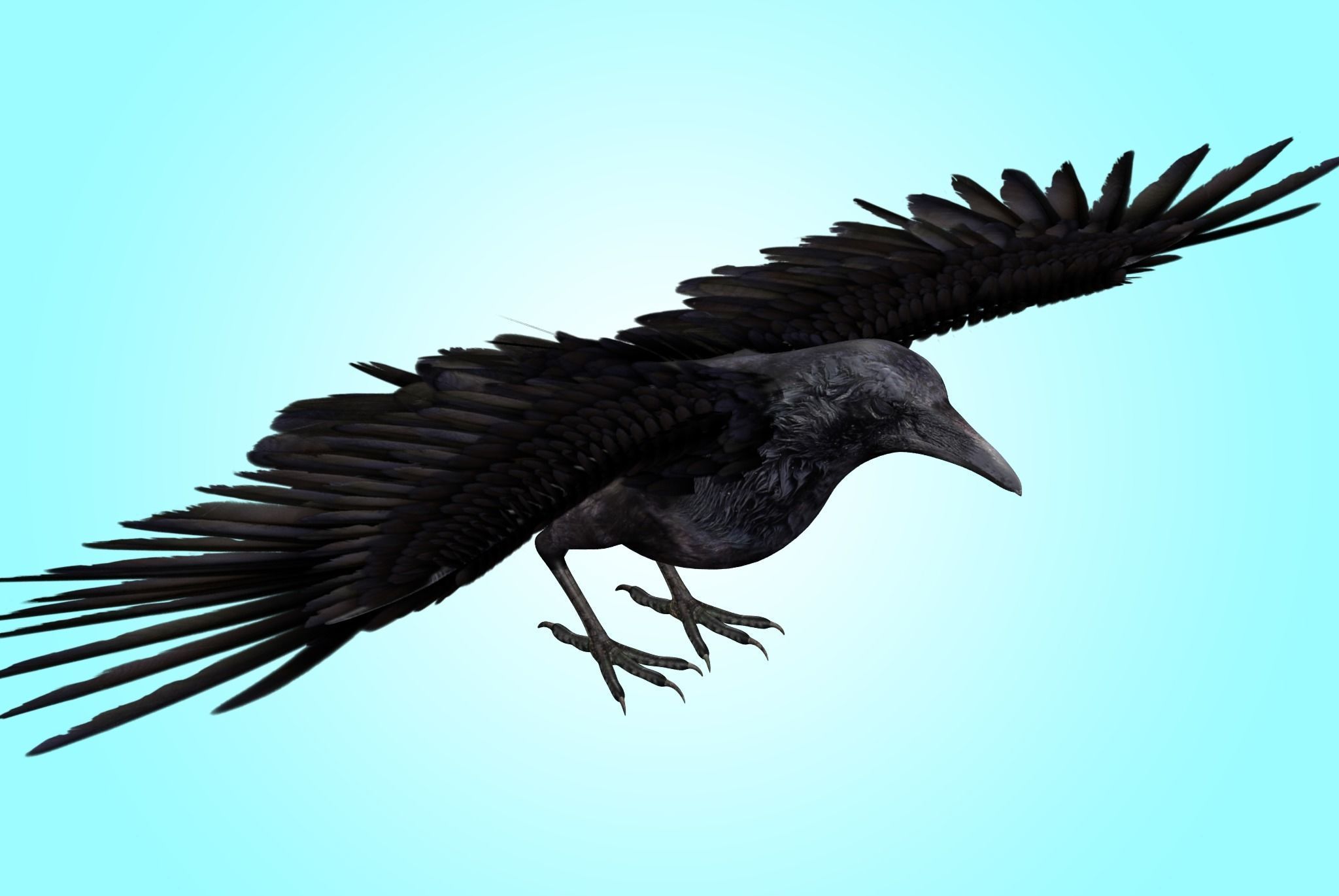 Raven Rig  Low-poly 3D model_1
