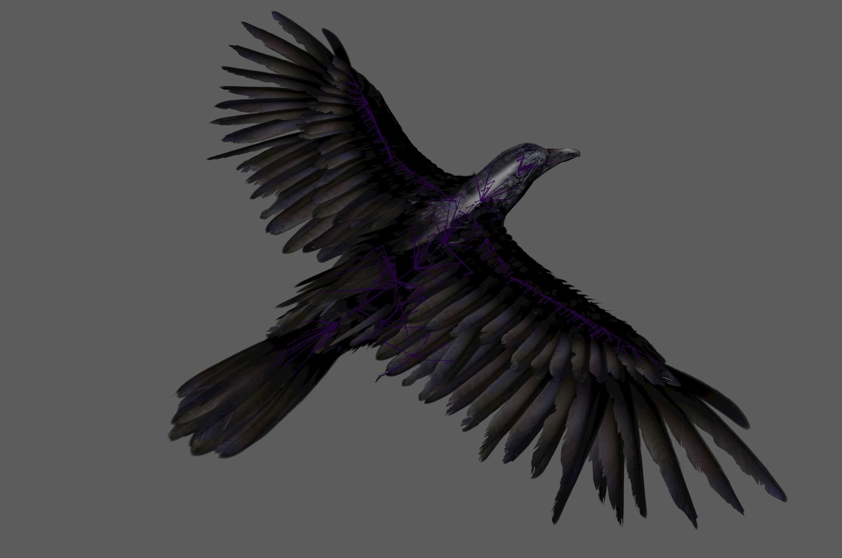Raven Rig  Low-poly 3D model_20