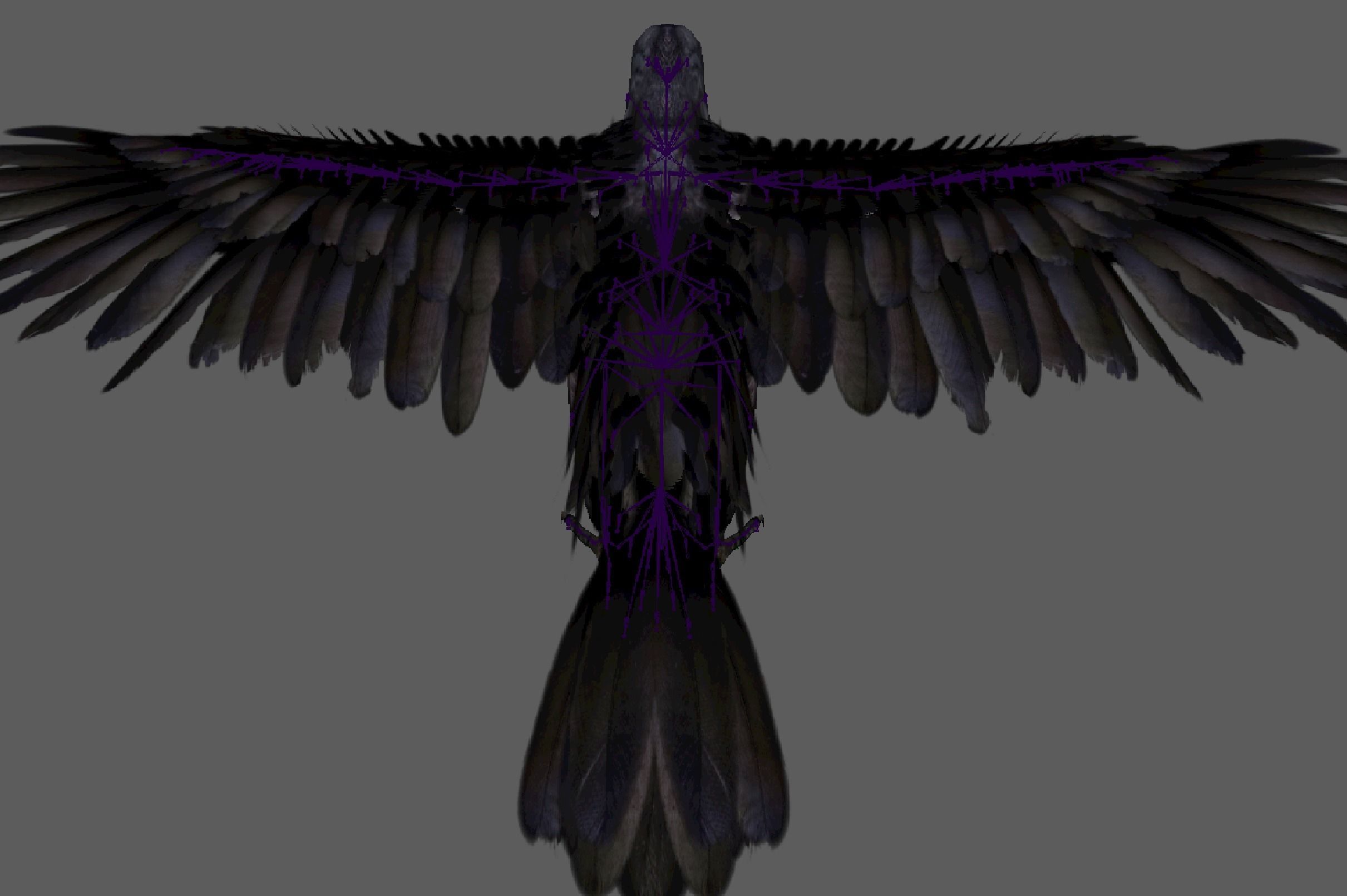 Raven Rig  Low-poly 3D model_11