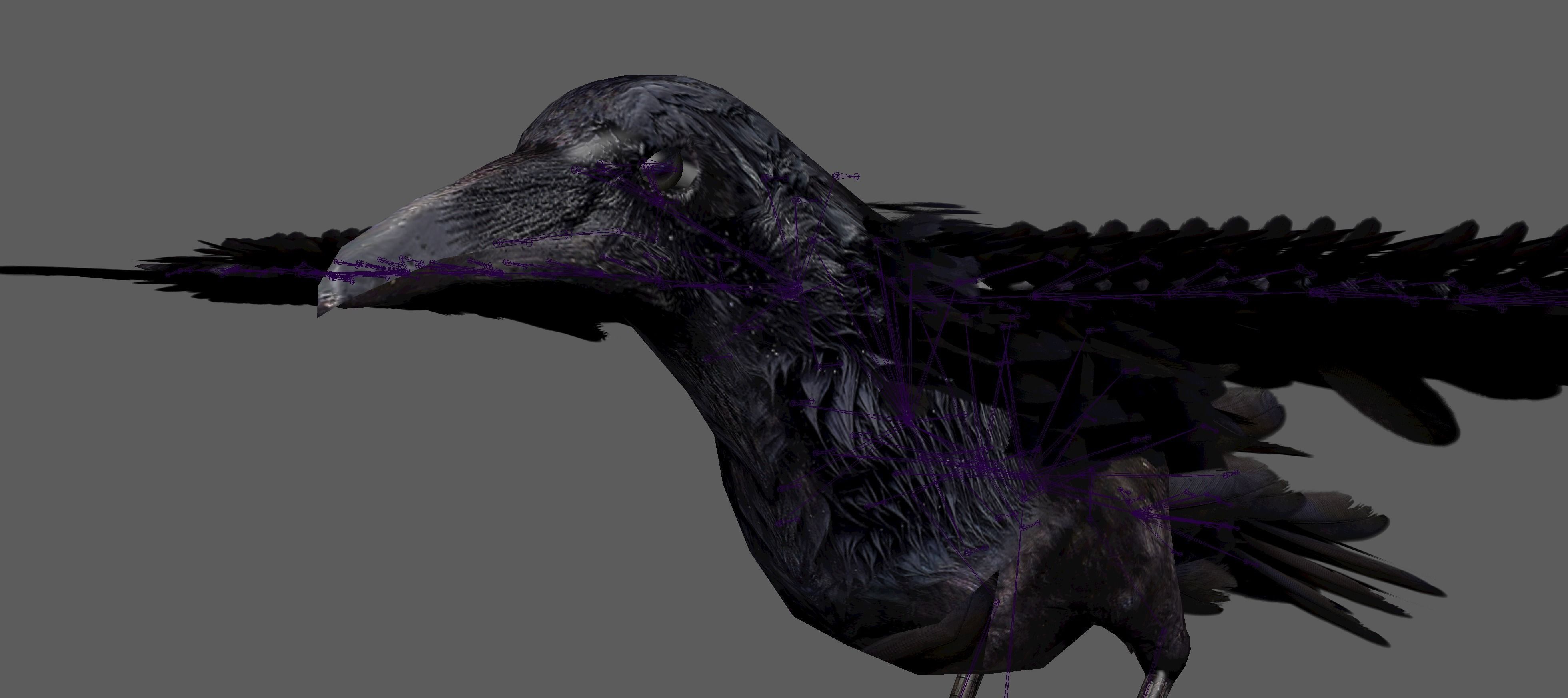 Raven Rig  Low-poly 3D model_17