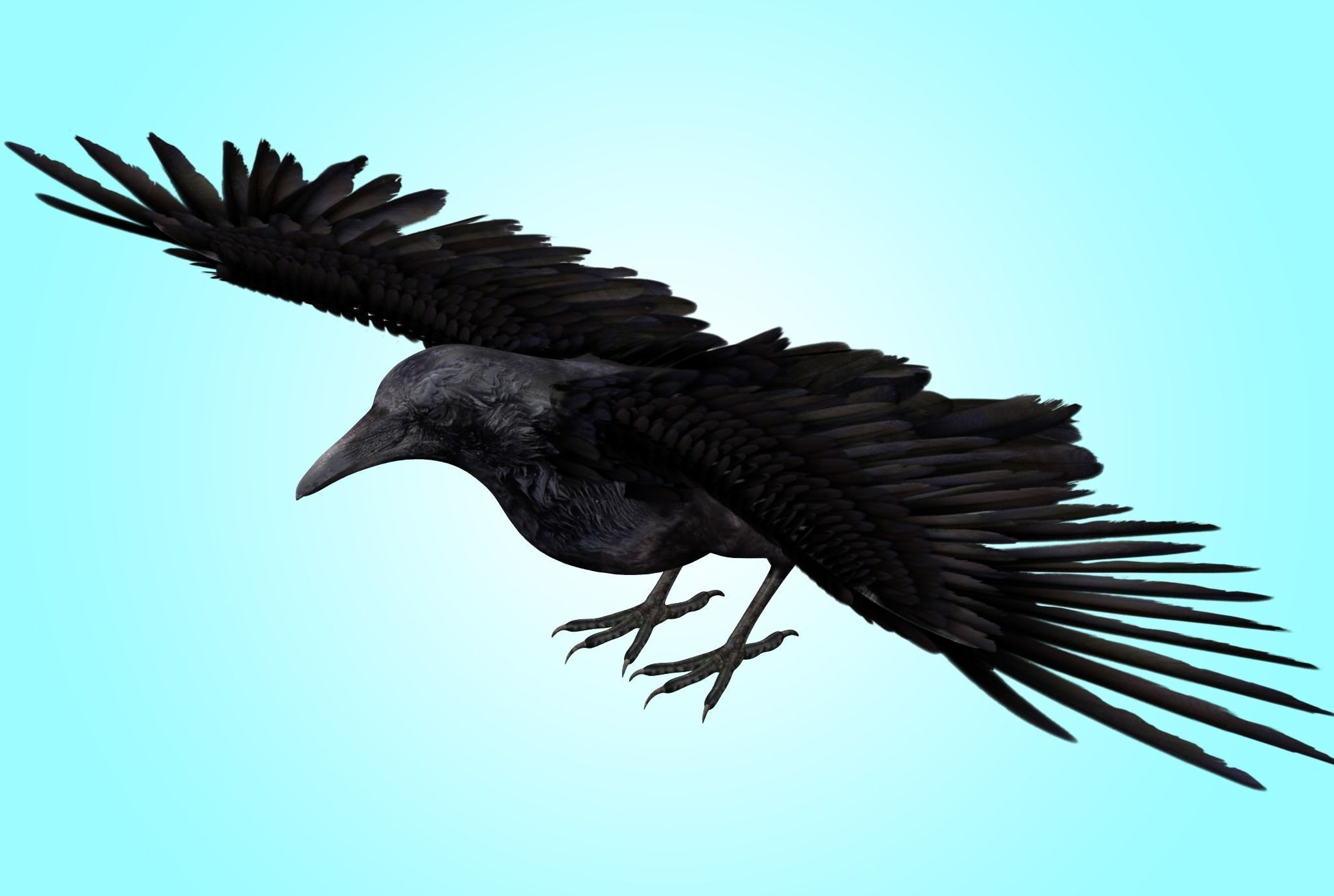 Raven Rig  Low-poly 3D model_7