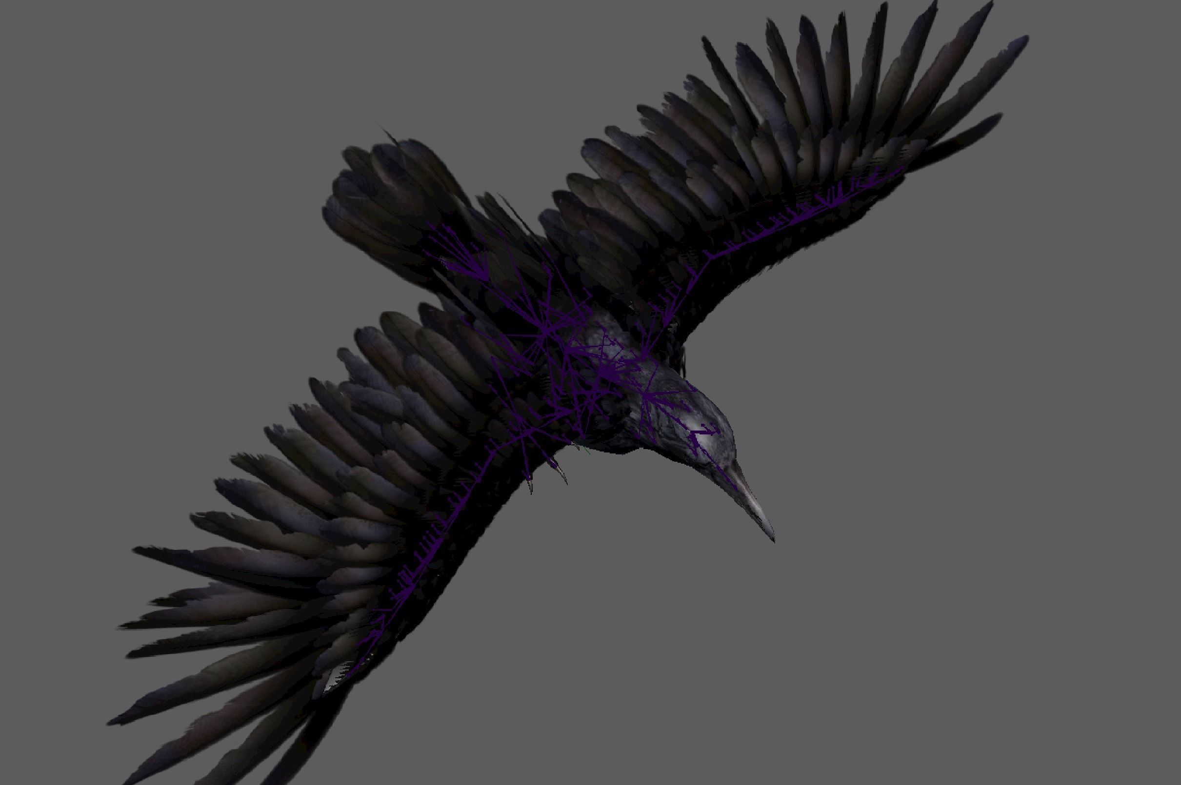 Raven Rig  Low-poly 3D model_10