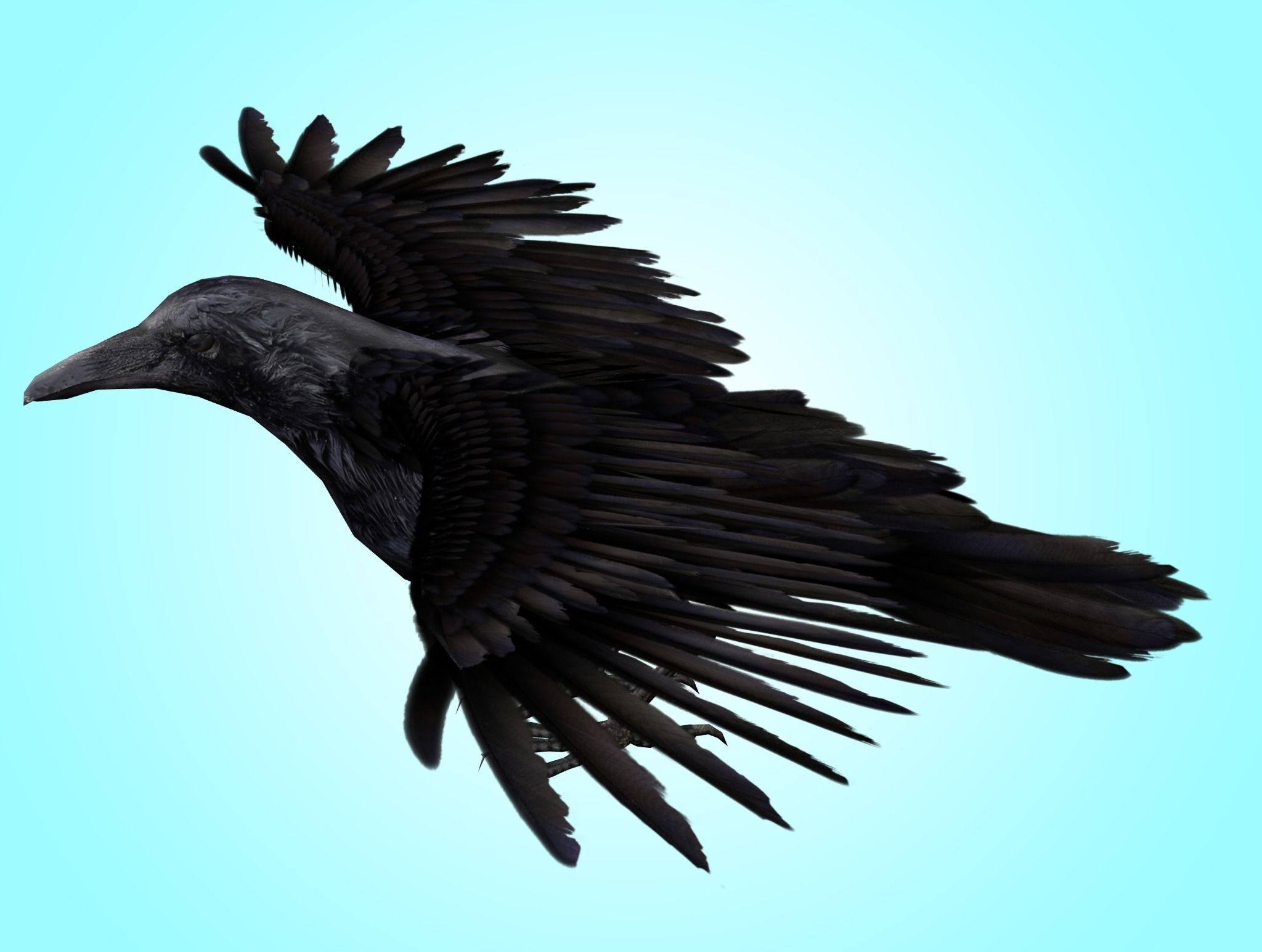 Raven Rig  Low-poly 3D model_4