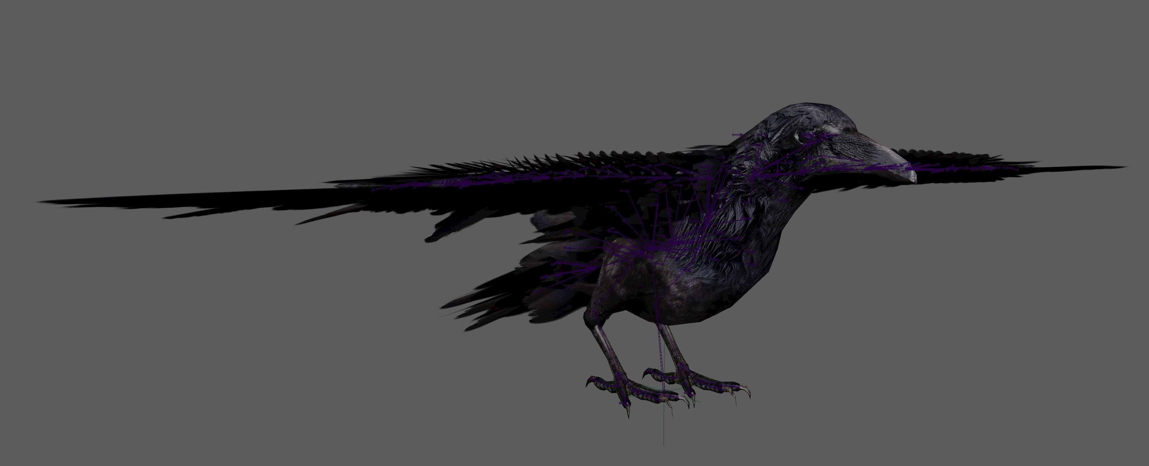 Raven Rig  Low-poly 3D model_18