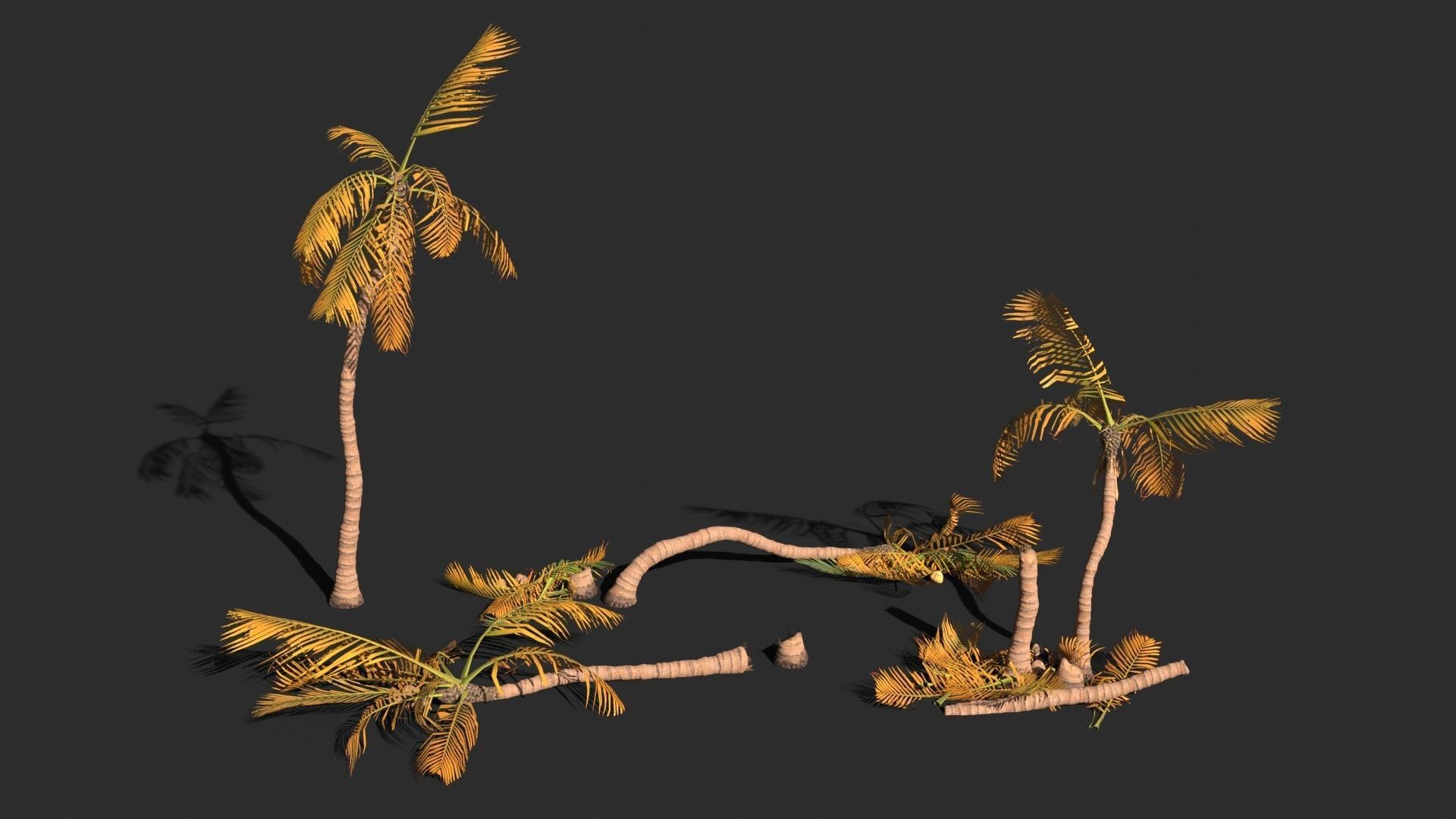Modular Coconut Palm Trees - Cocos Nucifera  Low-poly 3D model_16