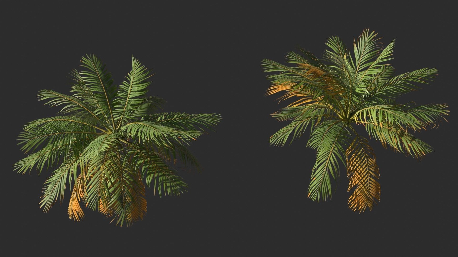 Modular Coconut Palm Trees - Cocos Nucifera  Low-poly 3D model_12