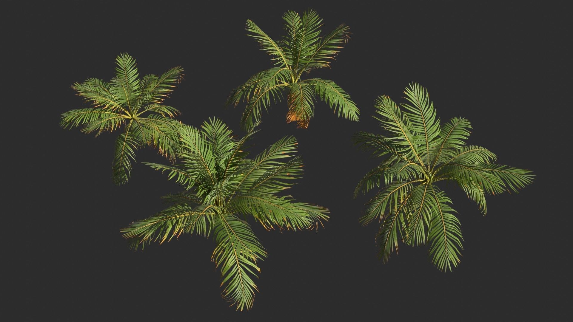Modular Coconut Palm Trees - Cocos Nucifera  Low-poly 3D model_11