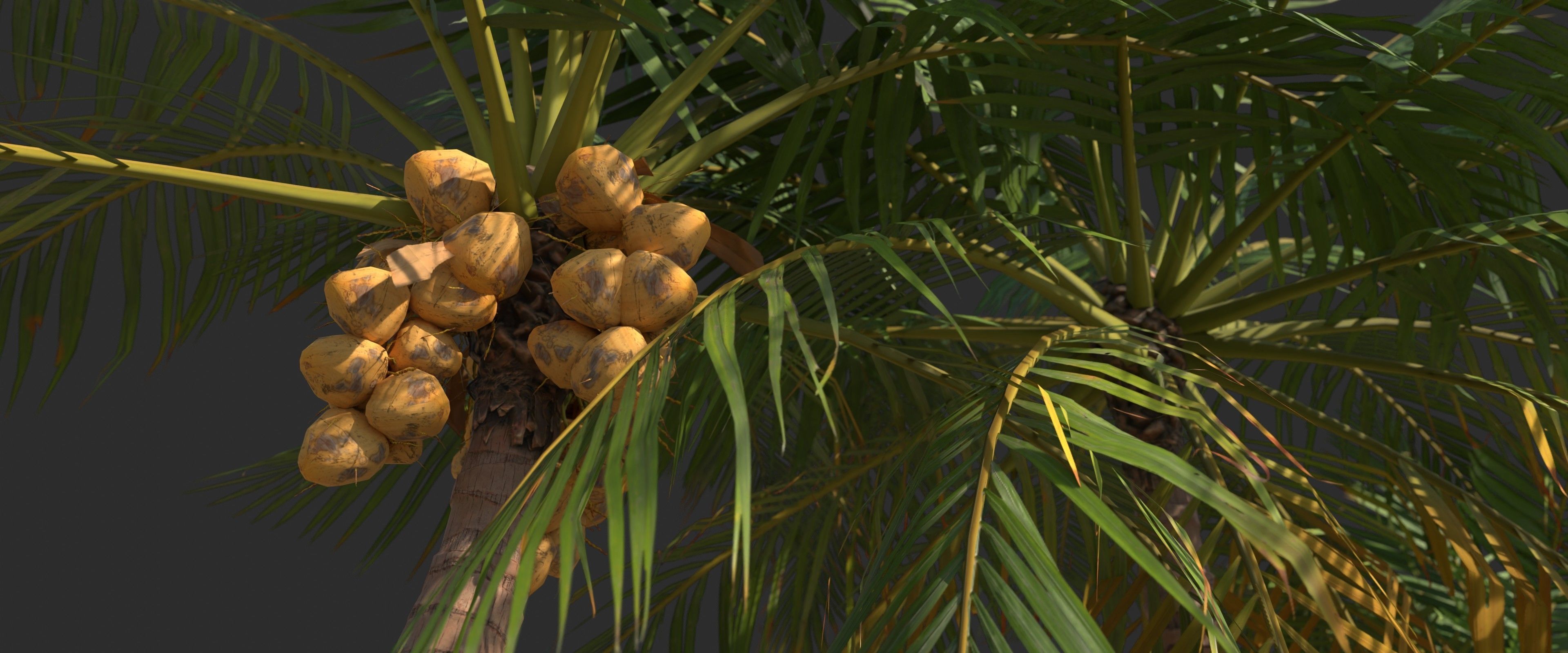 Modular Coconut Palm Trees - Cocos Nucifera  Low-poly 3D model_19