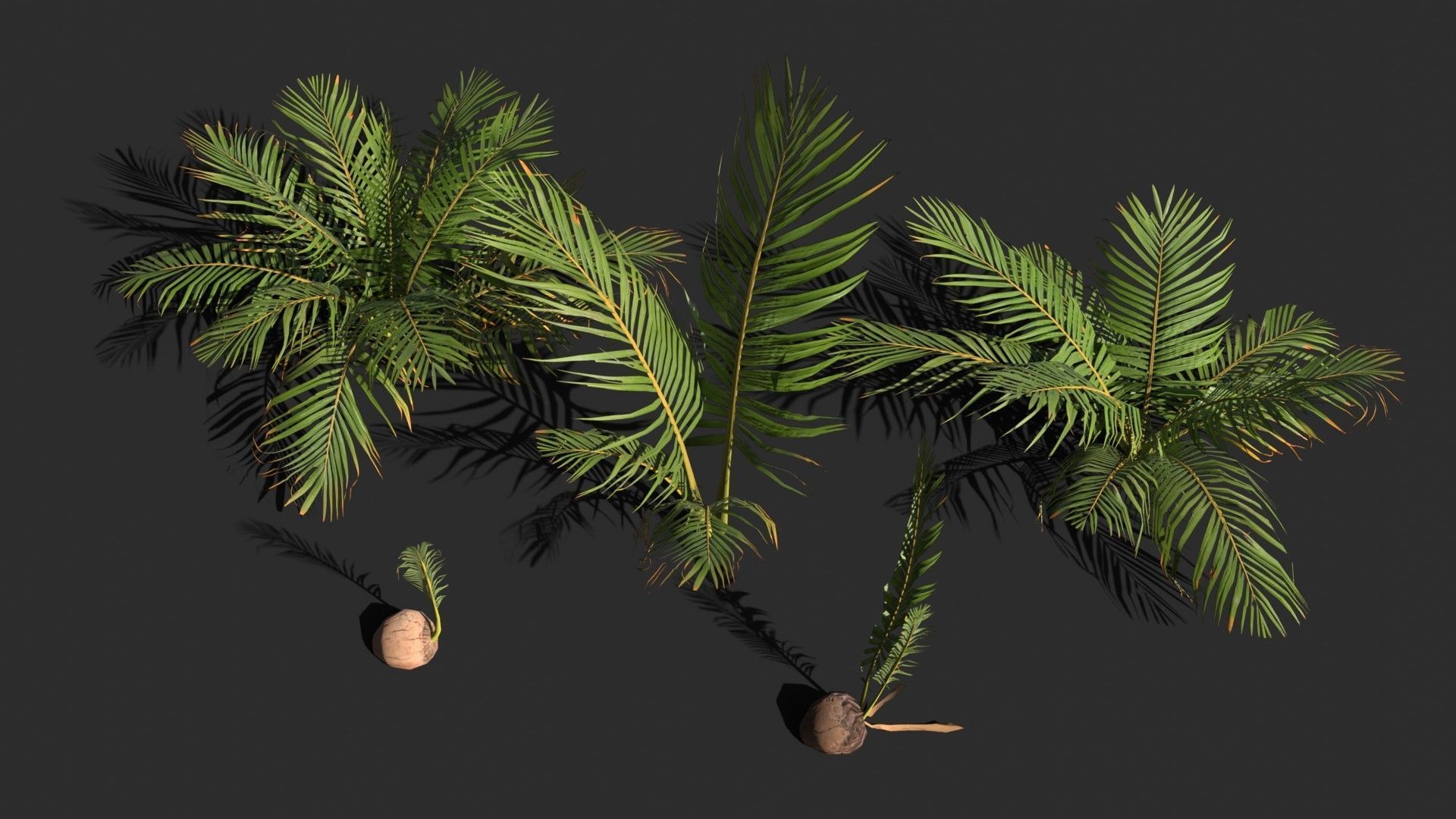 Modular Coconut Palm Trees - Cocos Nucifera  Low-poly 3D model_4