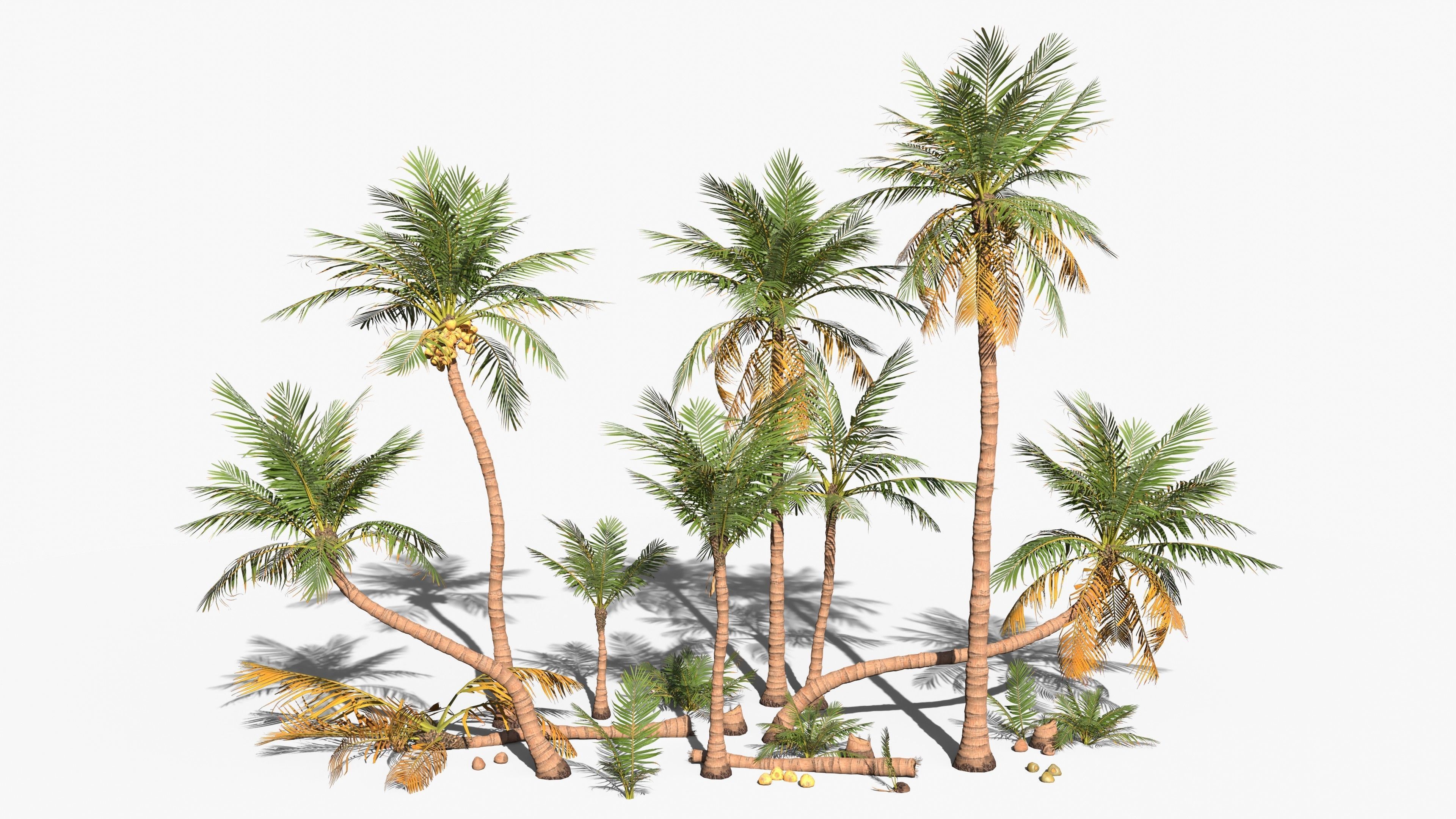 Modular Coconut Palm Trees - Cocos Nucifera  Low-poly 3D model_0