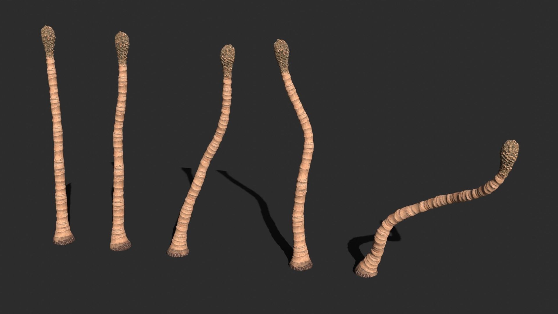 Modular Coconut Palm Trees - Cocos Nucifera  Low-poly 3D model_8