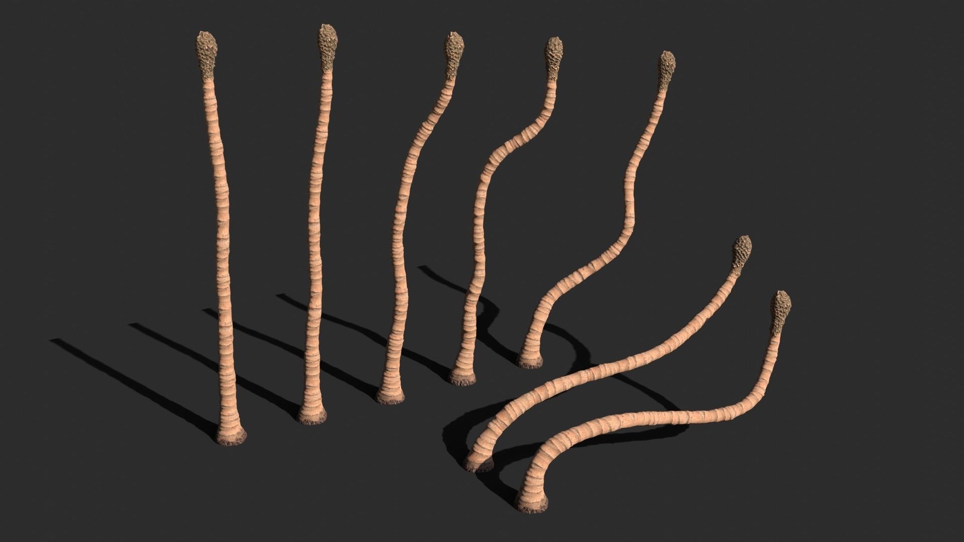 Modular Coconut Palm Trees - Cocos Nucifera  Low-poly 3D model_9